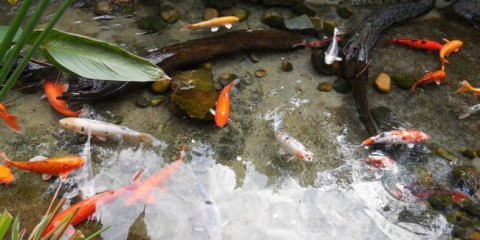 Rybník ryby v malých rybníkech na zemi